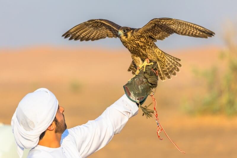 Falconry-in-Dubai-desert